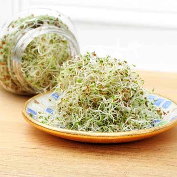 alfalfa-sprouting-seeds alfalfa-sprouting-seeds