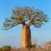 boabab tree set against a blue sky in an australian landscape