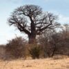 a baob tree in the australian outback