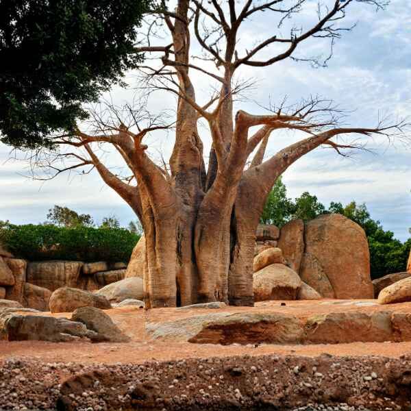 baobab-tree-seeds-6 a large baob tree in a limestone setting
