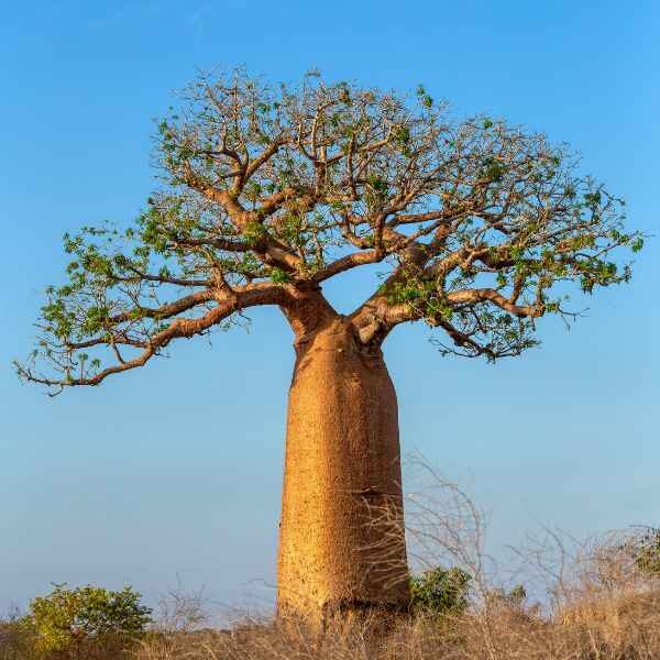 baobab-tree-seeds boabab tree set against a blue sky in an australian landscape