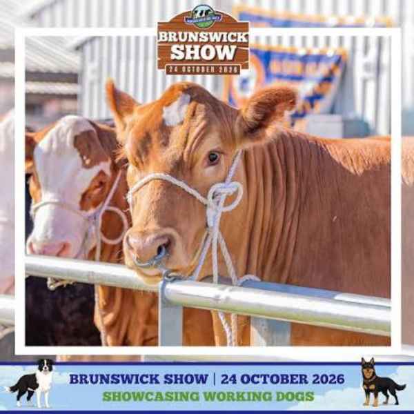 promotion image for the brunswick show showing two cows in a fenced yard